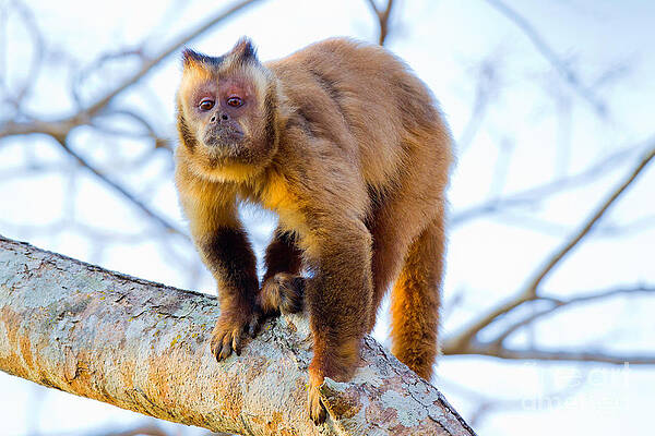 Macaco-prego. Cebus apella Painting by Nelson Caramico - Pixels