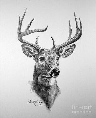 Wall Art - Drawing - Buck Deer by Roy Anthony Kaelin