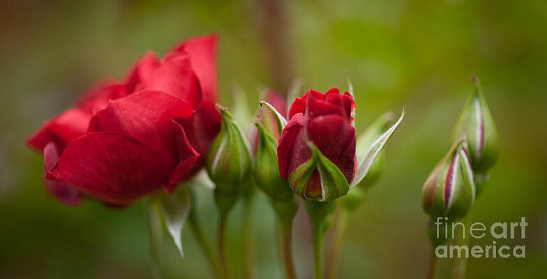 Heart Candles and Roses Photograph by Charlotte Lake - Fine Art America