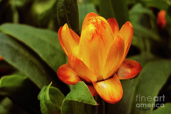 Wall Art - Photograph - Budding Strawflower by Rebecca Langen