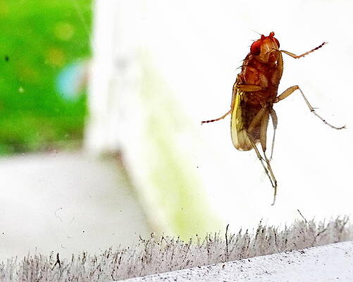 bug on window by Amanda Balough bug on window by Amanda Balough
