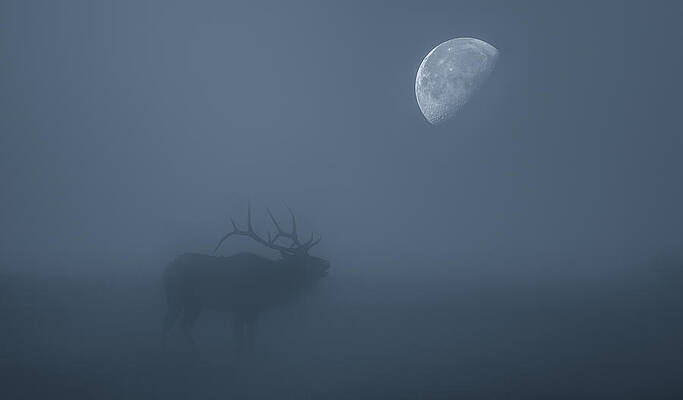 Wall Art - Photograph - Bugle at the Moon by Darren White