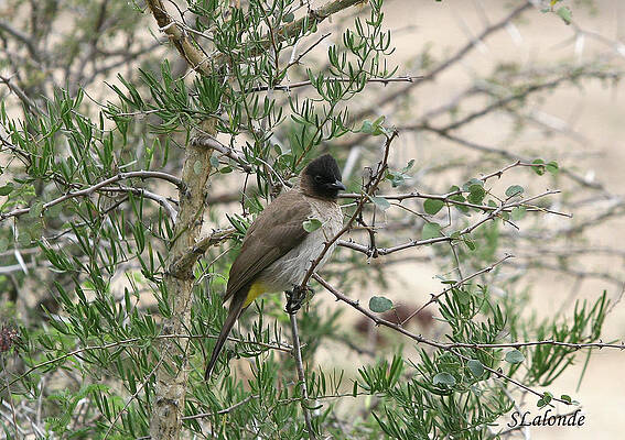 Bulbul by Sarah Lalonde Bulbul by Sarah Lalonde