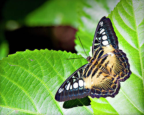 Wall Art - Photograph - Butterfly 13a by Walter Herrit