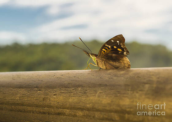 Butterfly against Blur Background at Iguazu Park by Daniel Ferreira-Leites