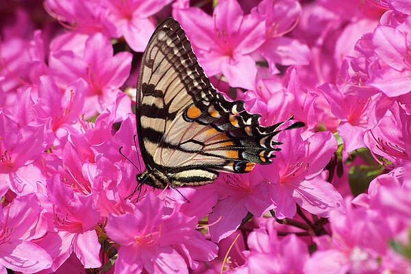 Butterfly on Azaleas by Jill Lang Butterfly on Azaleas by Jill Lang