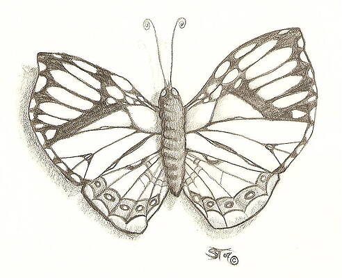 Butterfly by Stephen Taylor