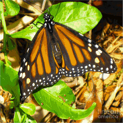 Butterfly vector by Roger Witmer Butterfly vector by Roger Witmer