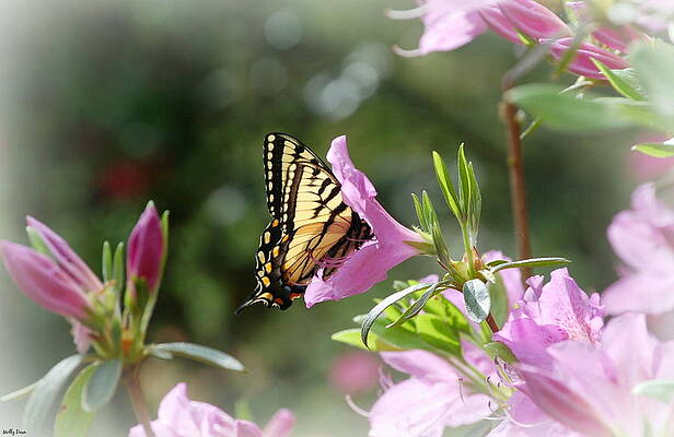 Butterfly with Lavender Flowers by Molly Dean