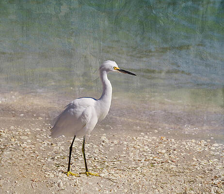 Wall Art - Photograph - By The Sea by Kim Hojnacki