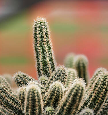 Cactus by Subhadra Burugula