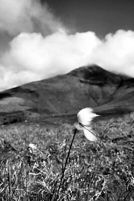 Dingle Photograph - Caherconree Cotton by Mark Callanan