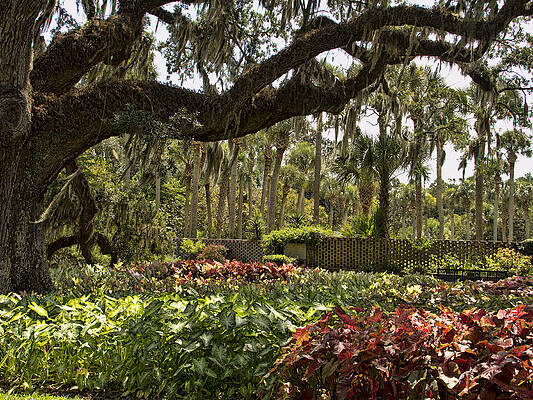 Caladium under the Oaks by Sandra Anderson Caladium under the Oaks by Sandra Anderson