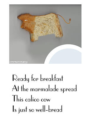 Calico cow by Graham Harrop Calico cow by Graham Harrop