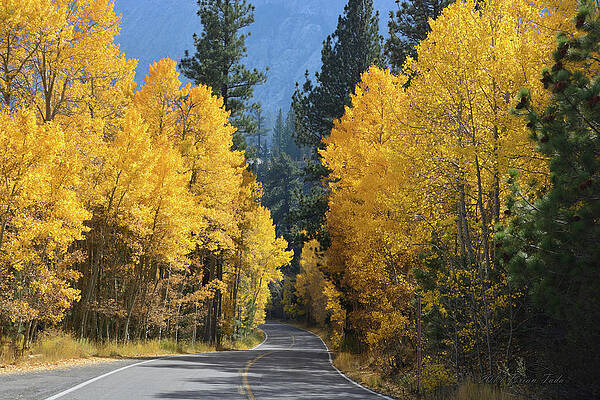 California Gold by Brian Tada California Gold by Brian Tada