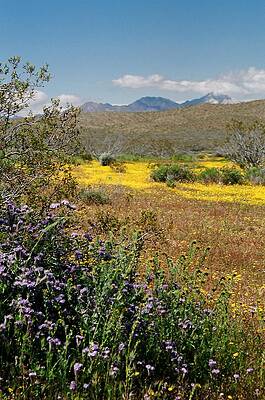 California Wildflowers #11 by Steven Reid California Wildflowers #11 by Steven Reid