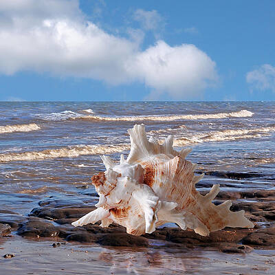 Wall Art - Photograph - Call Of The Ocean - Murex Seashell Square by Gill Billington
