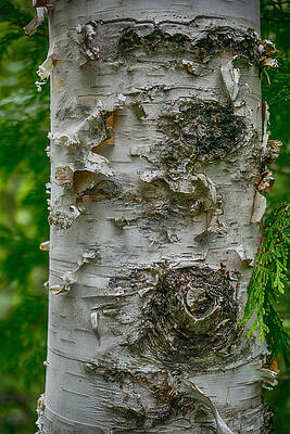 Wall Art - Photograph - Canadian Birch by Amanda Jones