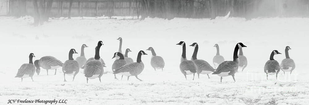 Canadian Geese by JCV Freelance Photography LLC Canadian Geese by JCV Freelance Photography LLC