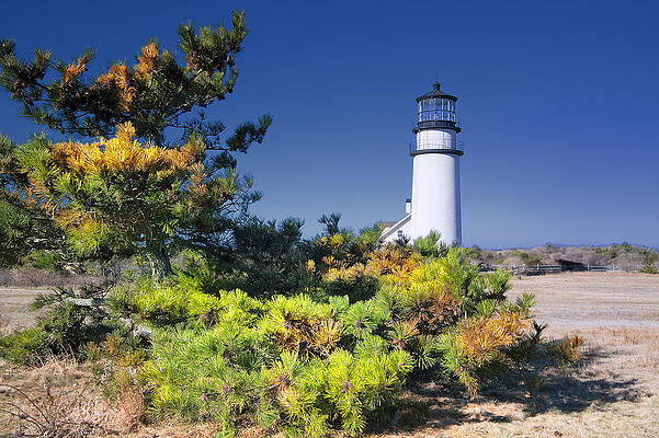 Wall Art - Photograph - Cape Cod Highland Light by Darius Aniunas