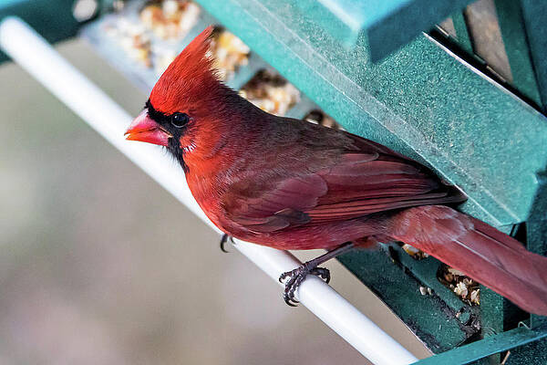 Cardinal Close Up by Darryl Hendricks Cardinal Close Up by Darryl Hendricks