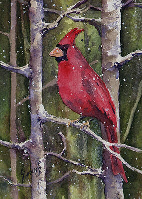 Cardinal by Sam Sidders Cardinal by Sam Sidders