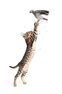 Wall Art - Photograph - Cat Catching Bird in Flight by Good Focused