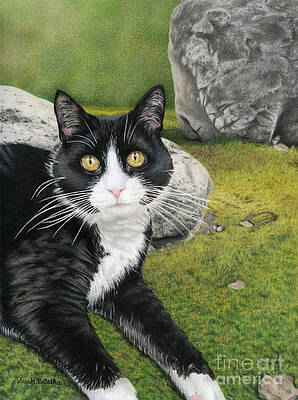 Black And White Cat Paintings Fine Art America