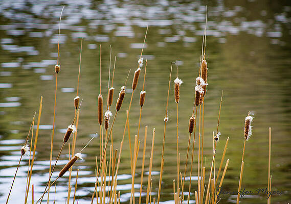 Cat tails 2 by Jennifer Myers