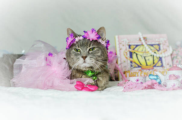  Photograph - Cat Tea Party by T R