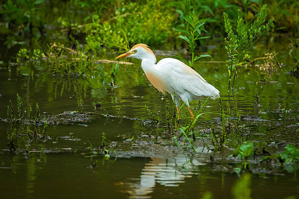 Wall Art - Photograph - Cattle Egret Bubulcus ibis by Jeff Phillippi
