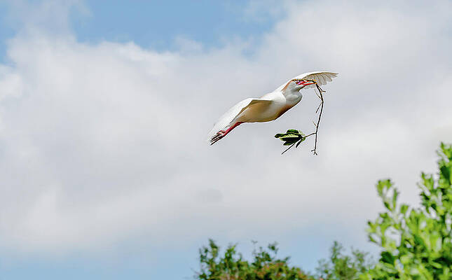 Cattle Egret In Flight with Nesting Material by John Tillard
