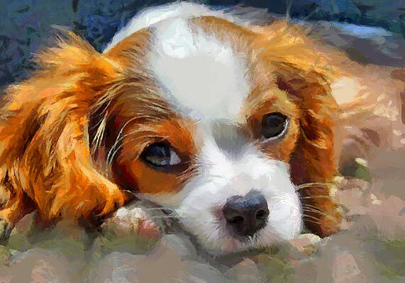 Cavalier King Charles Spaniel by Doggy Lips Cavalier King Charles Spaniel by Doggy Lips