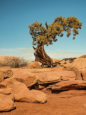 Cedar Tree Near Moab by Harry Strharsky Cedar Tree Near Moab by Harry Strharsky