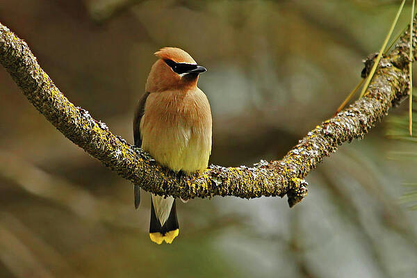 Cedar Waxing In The Pines by Mark Schultz