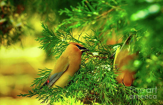 Cedar Waxwing Beauties 10 by Kim Pate Cedar Waxwing Beauties 10 by Kim Pate