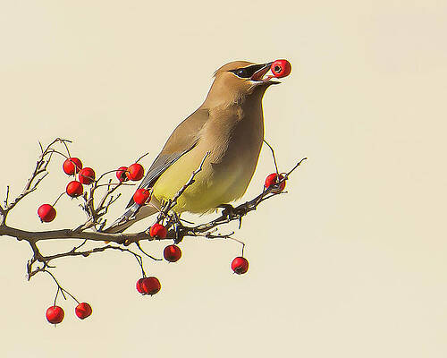 Cedar Waxwing by Georgia Wilson Cedar Waxwing by Georgia Wilson