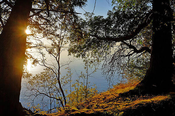 Cedars and Sun by Clive Scott