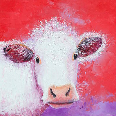 Charolais Cattle Art Fine Art America