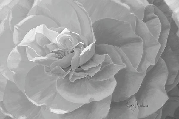 Floral Oil Paintings Fine Art America