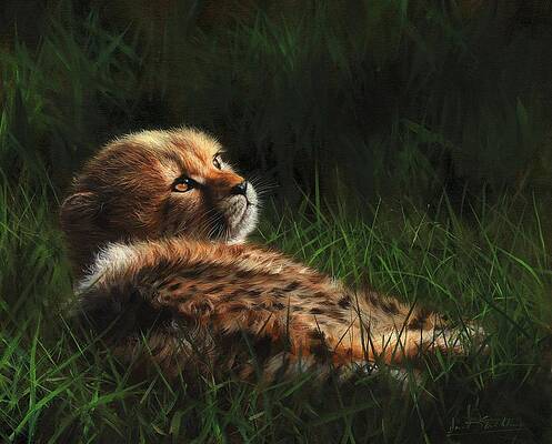 Cheetah Cub In Grass by David Stribbling