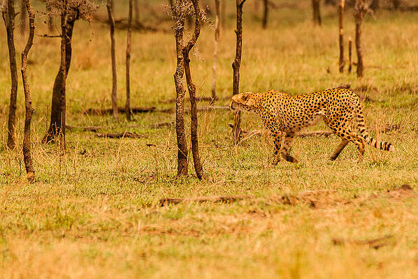 On the prowl by Patrick Kain On the prowl by Patrick Kain