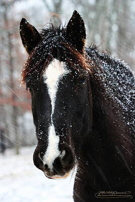 Cherokee in Snow by John McDonald