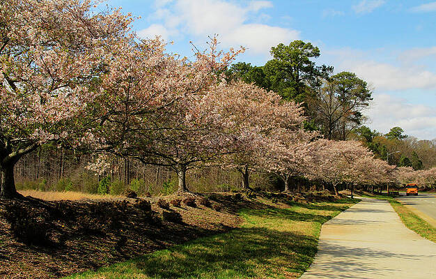 Wall Art - Photograph - Cherry Blossoms in Springtime by Ola Allen