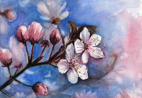 Cherry Blossoms Set of Three Watercolor Paintings Art Prints by Artist DJ Rogers 