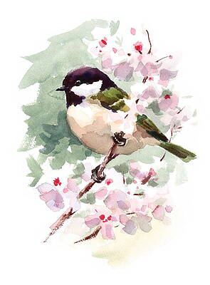 Cherry Blossom Watercolor Paintings Fine Art America