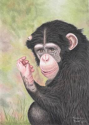 Chimpanzee by Brenda Bonfield Chimpanzee by Brenda Bonfield
