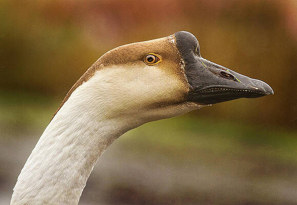 Wall Art - Photograph - Chinese Goose by Jean Noren