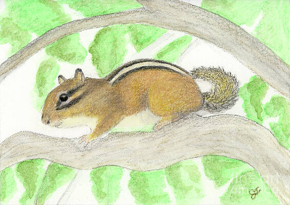 Chipmunk in the Apple Tree by Jackie Irwin Chipmunk in the Apple Tree by Jackie Irwin