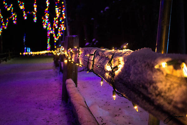 Christmas time Zoo by Jesse Manglona